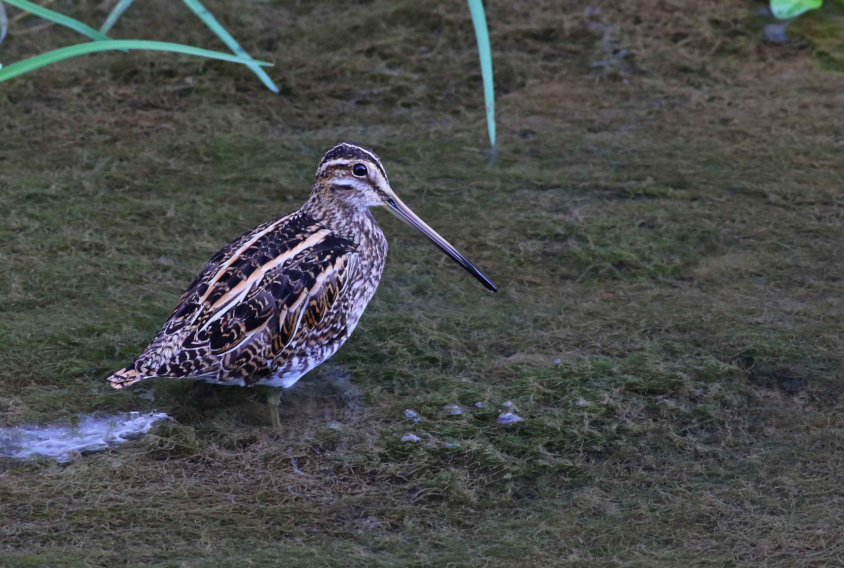 Common Snipe